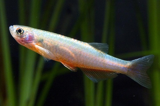 Danio roseus