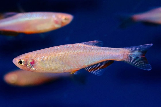 Pearl danio