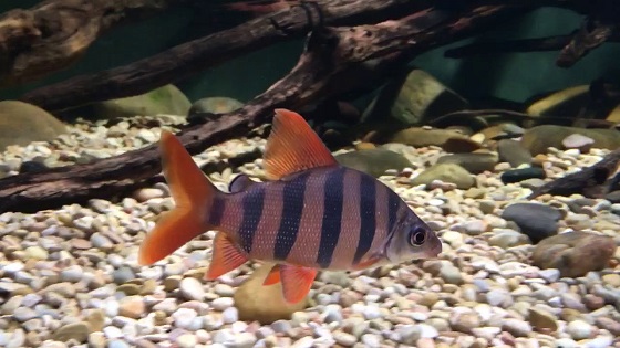 Рыбка Distichodus sexfasciatus