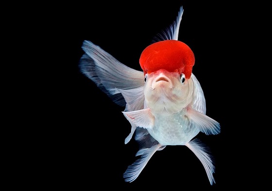 Tancho Oranda