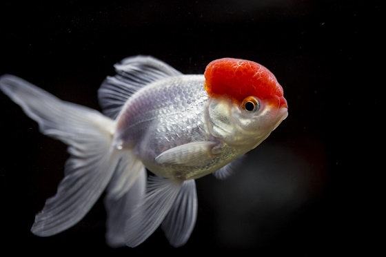 Goldfish Oranda