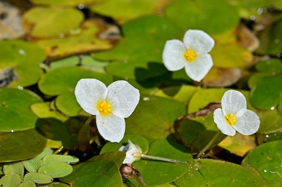 Hydrocharis morrusranae