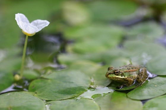 Водокрас лягушачий - Hydrocharis morrusranae