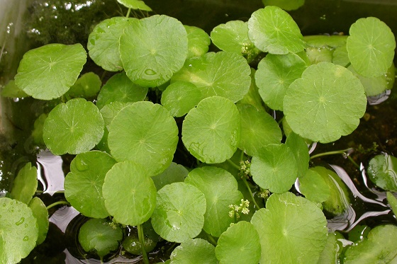 Водяной пупок - Hydrocotyle verticillata