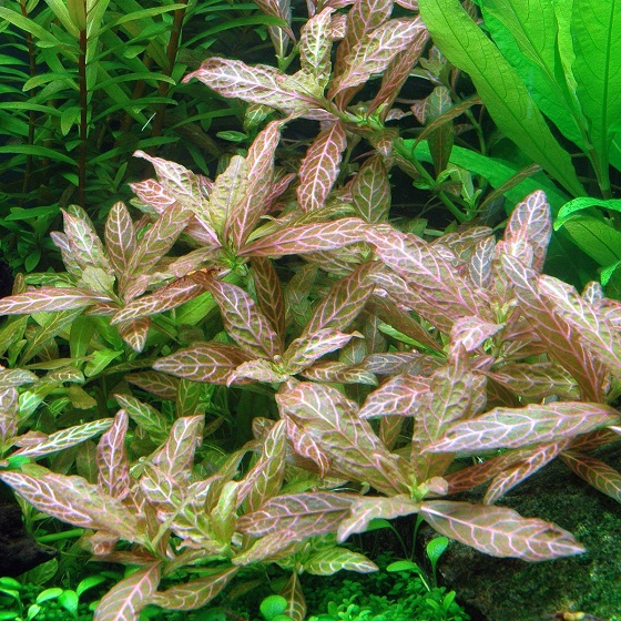 Hygrophila polysperma