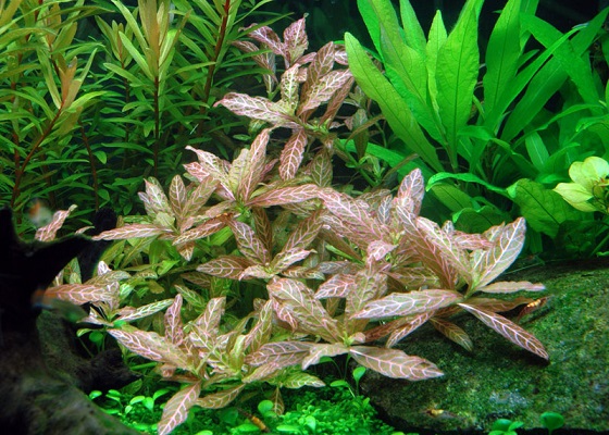 Hygrophila polysperma в аквариуме