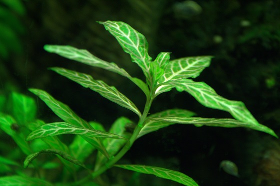 Аквариумное растение Hygrophila polysperma