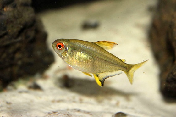 Hyphessobrycon pulchripinnis