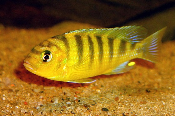 Pseudotropheus lombardoi