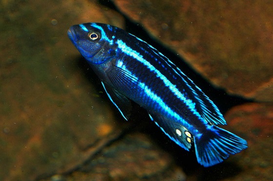 Melanochromis chipokae