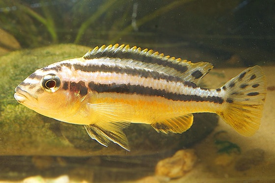 Melanochromis auratus