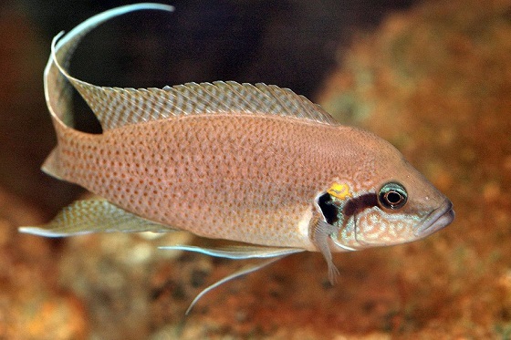 Lamprologus brichardi