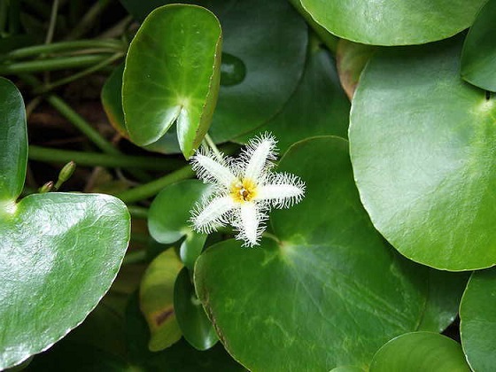 Nymphoides humboldtiana