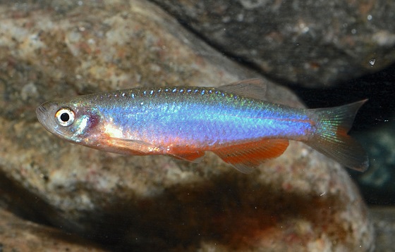 Danio roseus в аквариуме