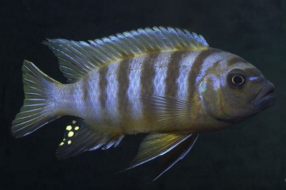 Pseudotropheus zebra