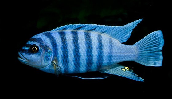 Цихлида Pseudotropheus zebra