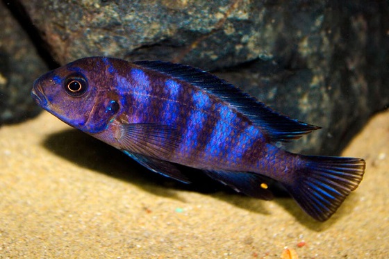  Pseudotropheus zebra в акваруиуме