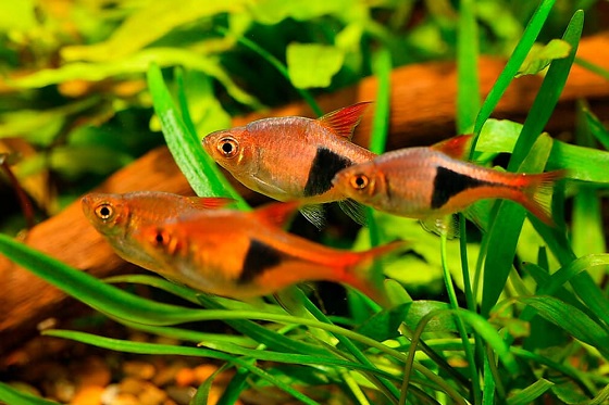 Rasbora heteromorpha