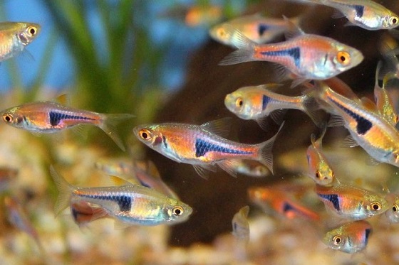 Расбора клинопятнистая - Rasbora heteromorpha