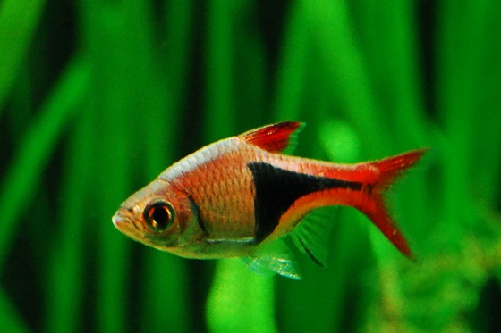 Рыбка Rasbora heteromorpha