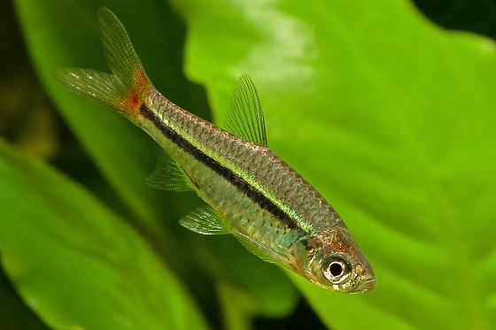 Rasbora borapetensis