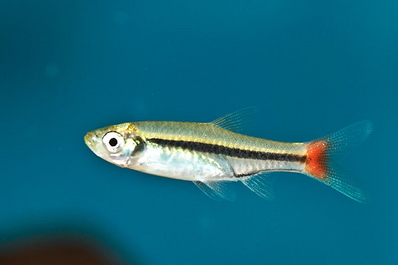 Расбора краснохвостая - Rasbora borapetensis