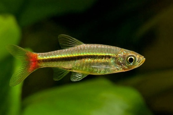 Rasbora borapetensis в аквариуме