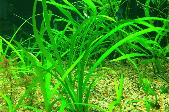 Sagittaria Subulata