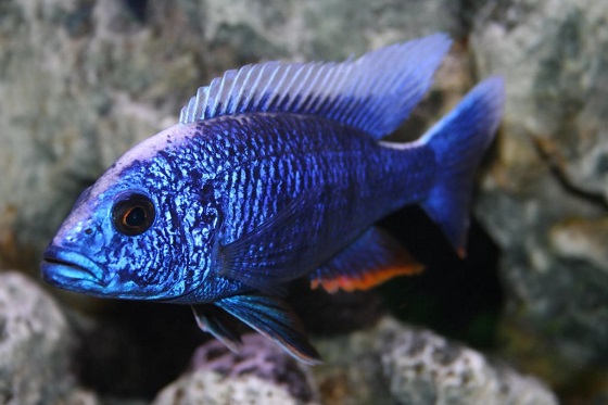 Васильковый хаплохромис - Sciaenochromis fryeri