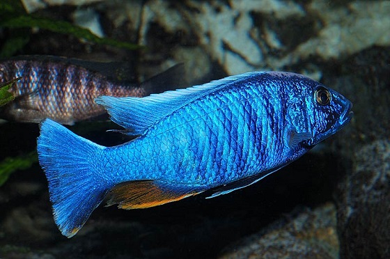 Sciaenochromis fryeri