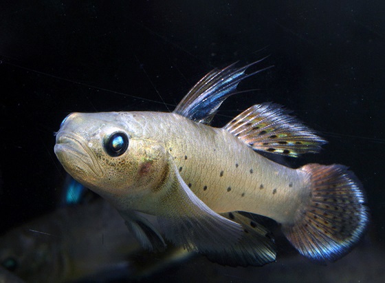 Stigmatogobius sadanundio