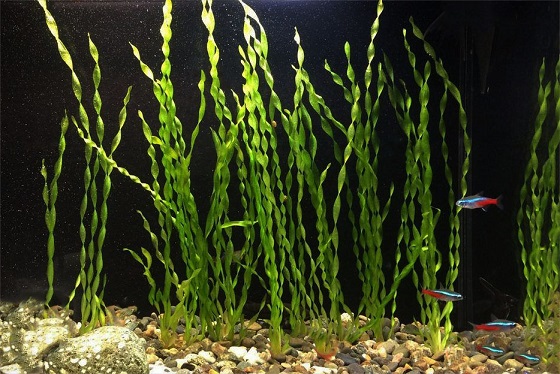 Vallisneria spiralis в аквариуме