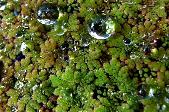 Азолла каролинская - Azolla caroliniana