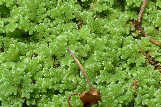 Растение Azolla caroliniana