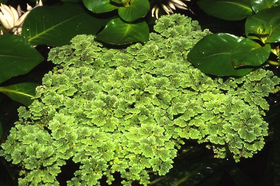 Фото - Azolla caroliniana