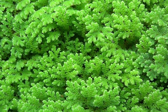 Azolla