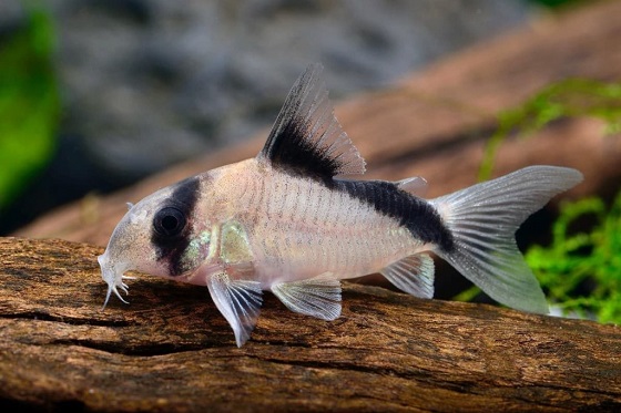 Corydoras panda