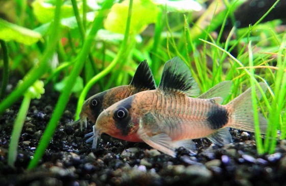 Коридорас панда - Corydoras panda