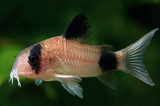 Сомик панда - Corydoras panda