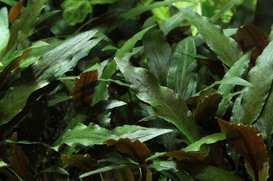 Cryptocoryne beckettii