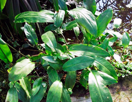 Cryptocoryne ciliata