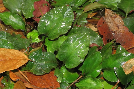 Cryptocoryne griffithii