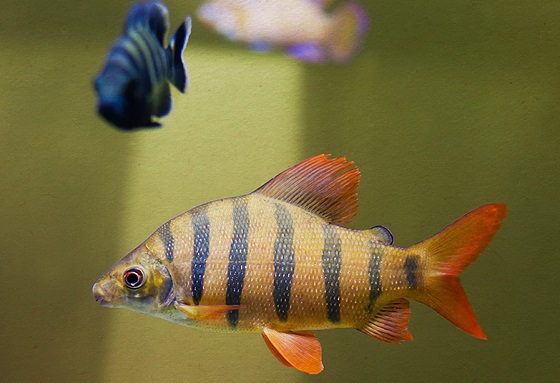 Distichodus sexfasciatus