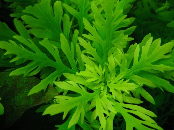 Фото - Hygrophila difformis