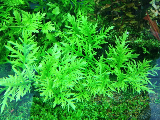 Hygrophila difformis в аквариуме