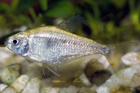 Hyphessobrycon bifasciatus