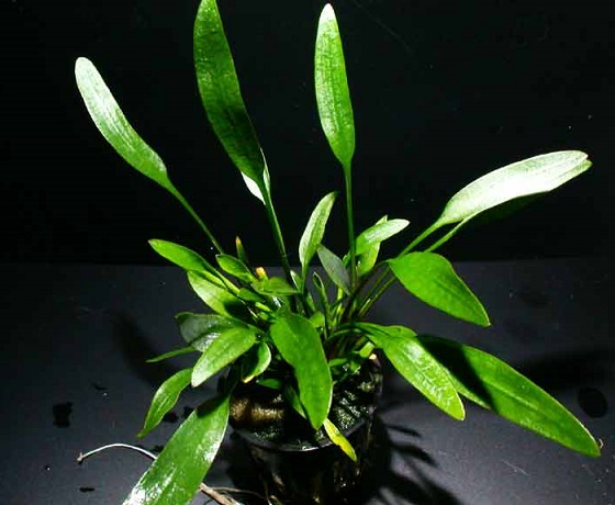 Cryptocoryne Nevilii Trimen