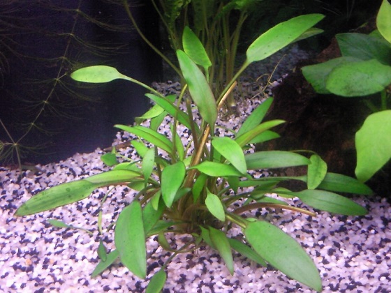 Криптокорина Невилля - Cryptocoryne Nevilii Trimen