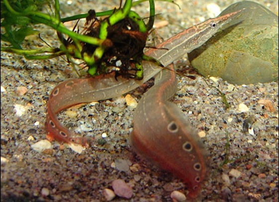 Macrognathus aculeatus