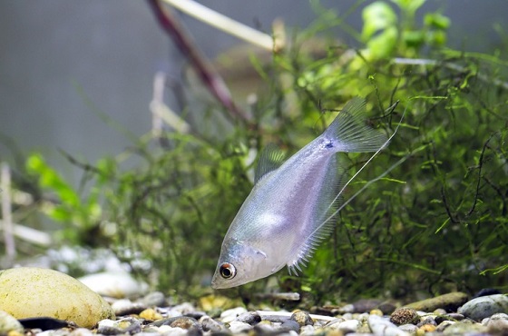 Moonlight gourami